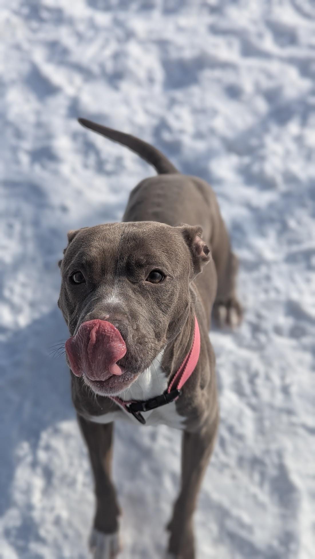 Enlarge Monae, a ADOPTABLE Mixed Breed in Benton Harbor, MI image 2/6