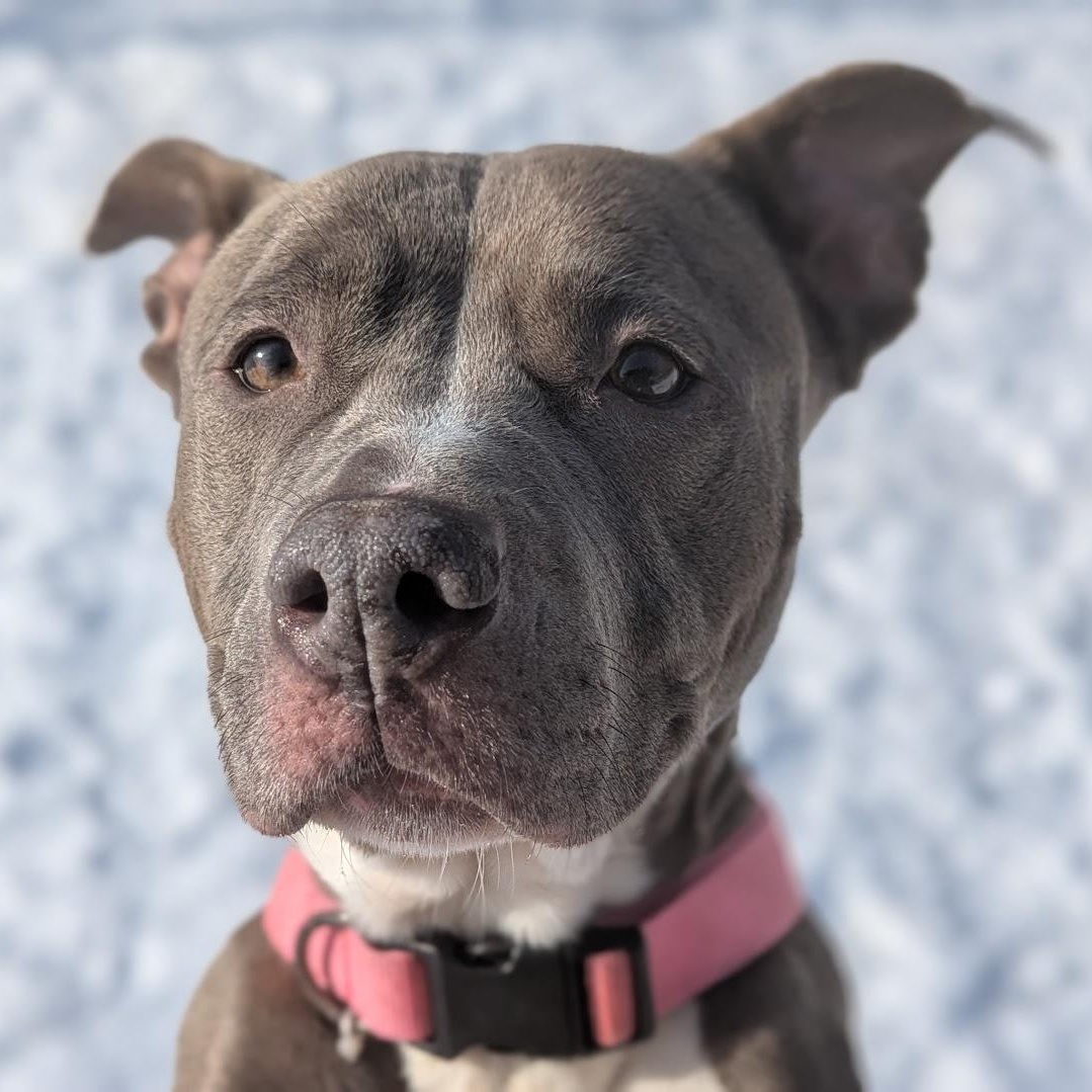 Enlarge Monae, a ADOPTABLE Mixed Breed in Benton Harbor, MI image 3/6