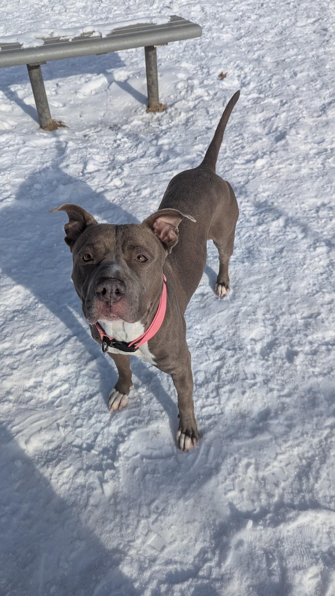 Enlarge Monae, a ADOPTABLE Mixed Breed in Benton Harbor, MI image 4/6