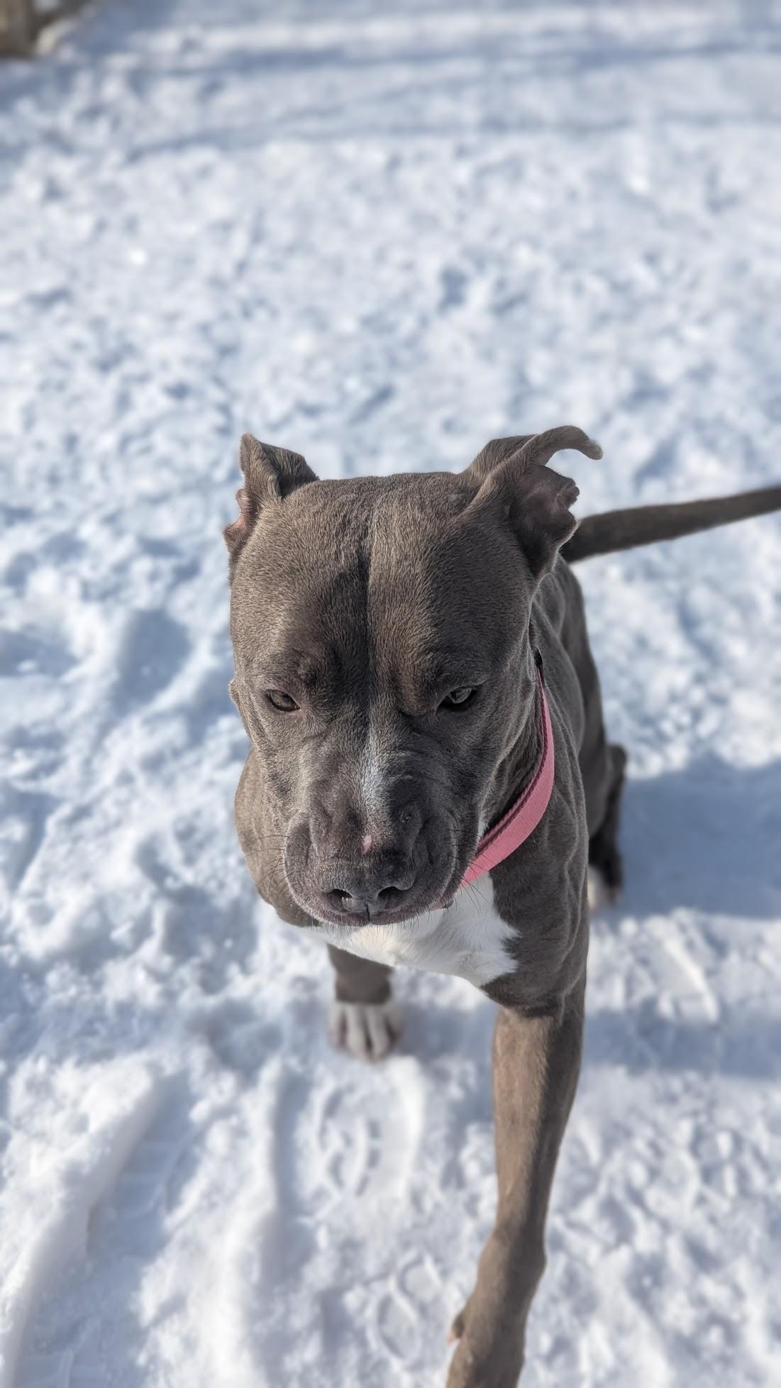 Enlarge Monae, a ADOPTABLE Mixed Breed in Benton Harbor, MI image 5/6