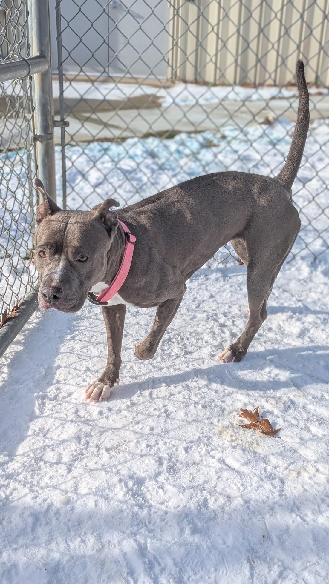 Enlarge Monae, a ADOPTABLE Mixed Breed in Benton Harbor, MI image 6/6