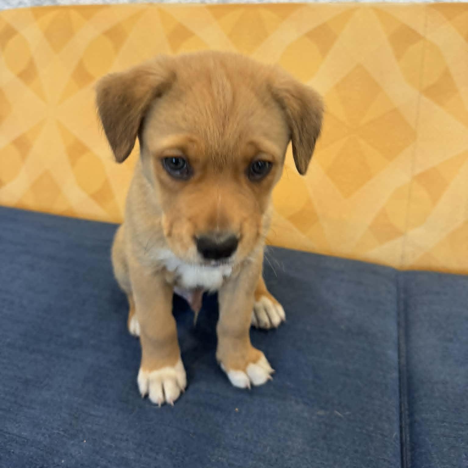 Enlarge Arrow, a ADOPTABLE mixed breed in Danbury, CT image 6/6