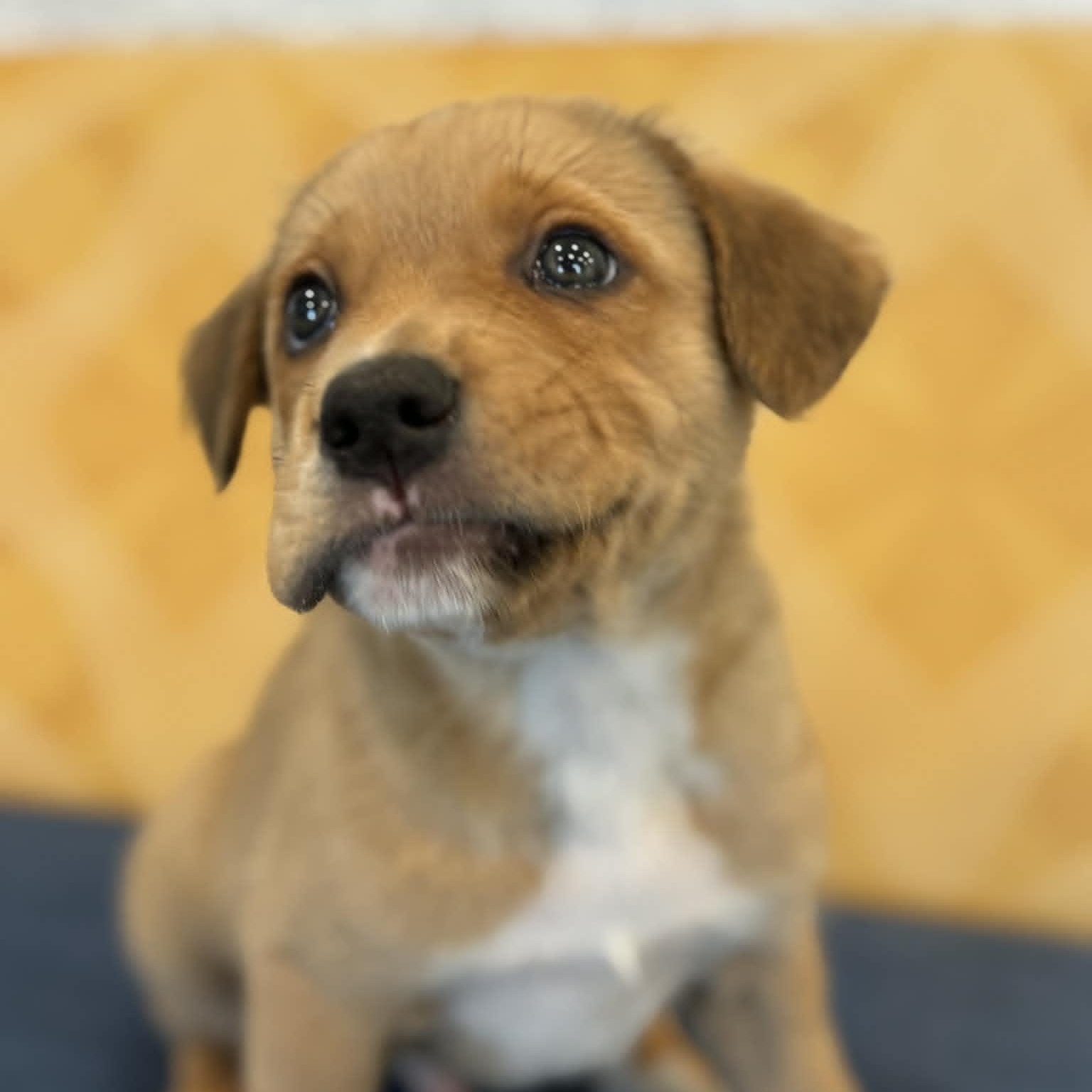 Enlarge Arrow, a ADOPTABLE mixed breed in Danbury, CT image 2/6