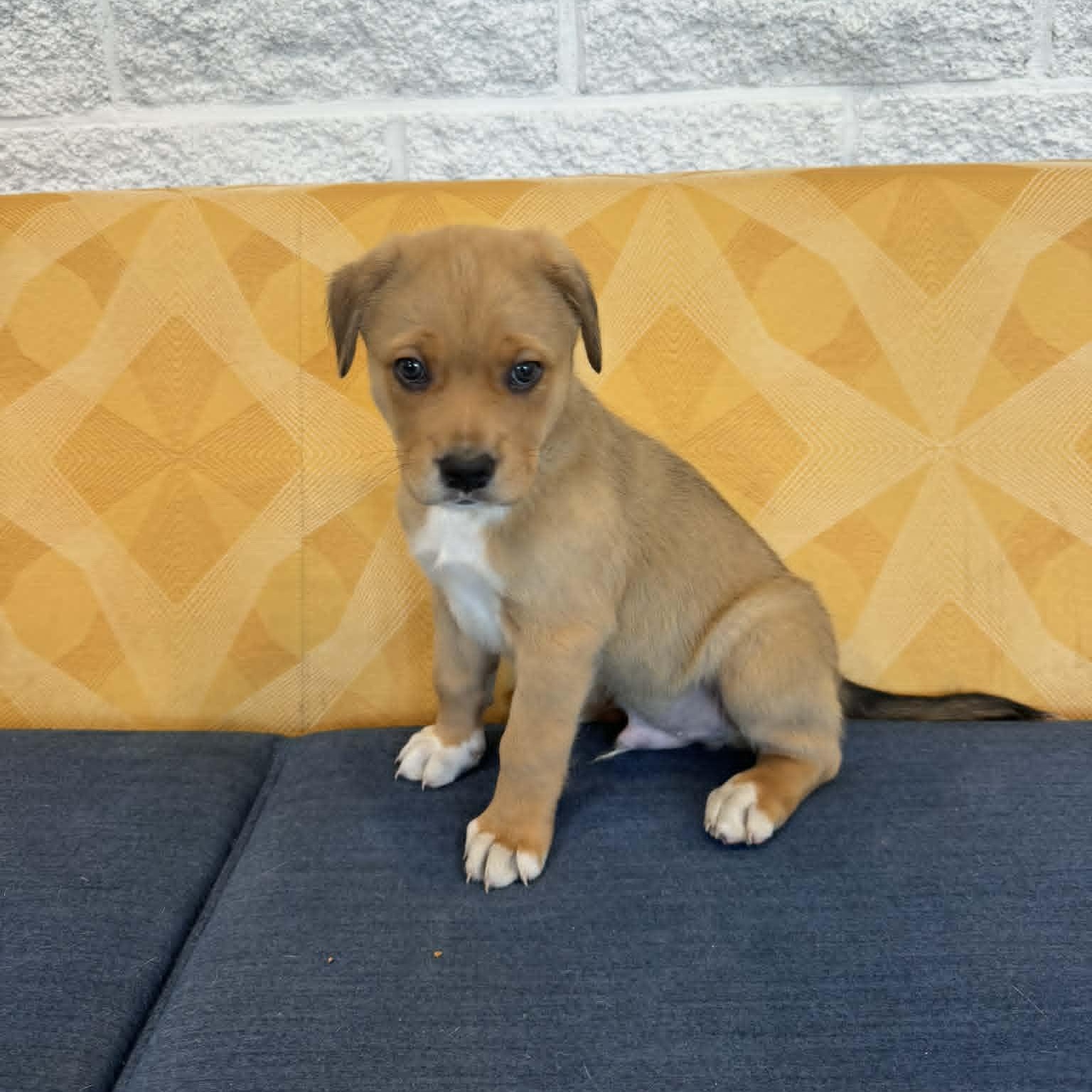 Enlarge Arrow, a ADOPTABLE mixed breed in Danbury, CT image 3/6