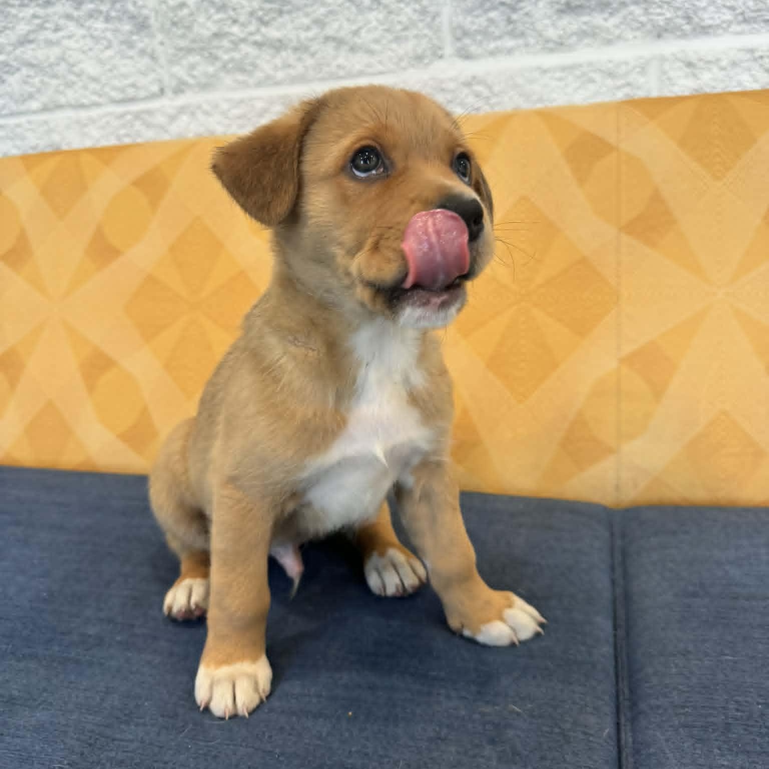 Enlarge Arrow, a ADOPTABLE mixed breed in Danbury, CT image 5/6