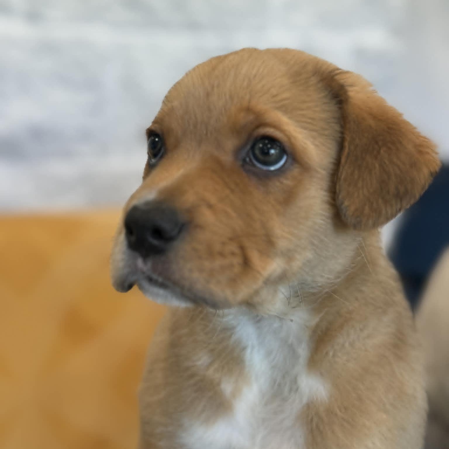 Arrow, ADOPTABLE, Puppy Male Boxer.