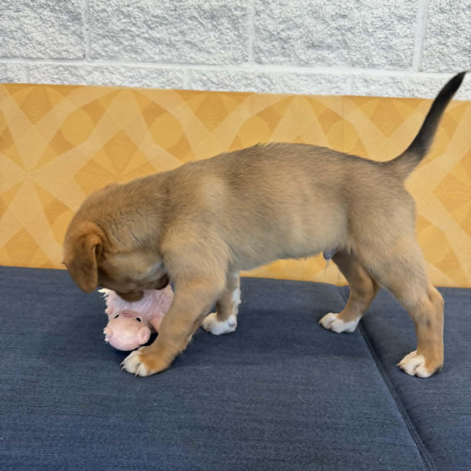 Enlarge Arrow, a ADOPTABLE mixed breed in Danbury, CT image 4/6