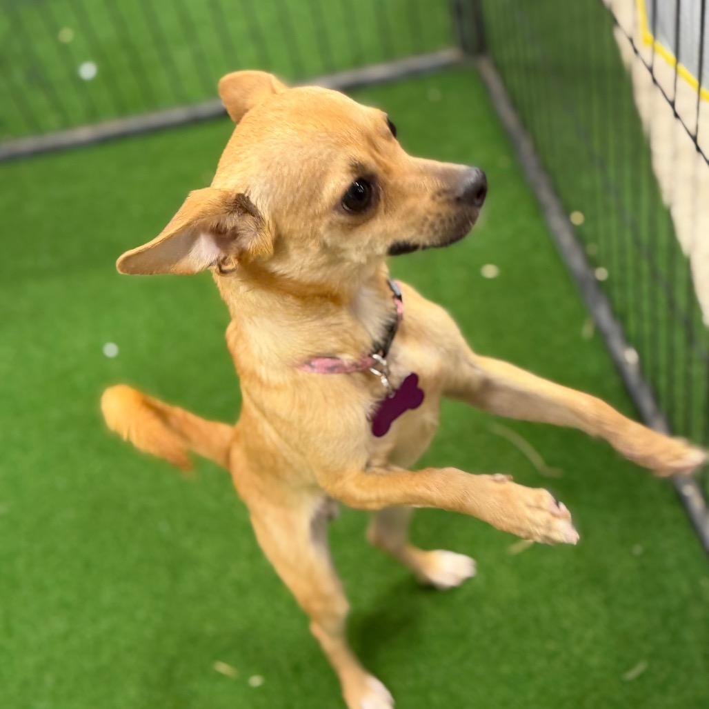 Porter, Adoptable, Young Male Chihuahua.