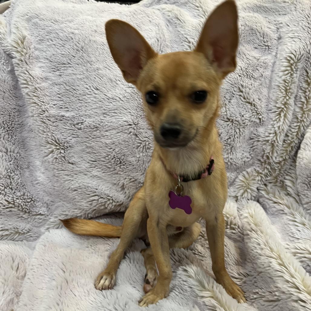 Porter, a Adoptable Chihuahua in Phoenix, AZ image 3/4