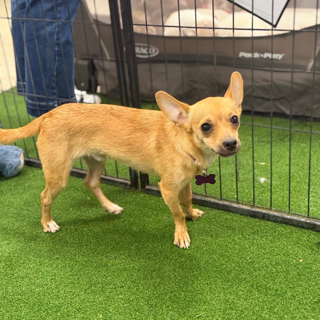 Porter, a Adoptable Chihuahua in Phoenix, AZ image 4/4