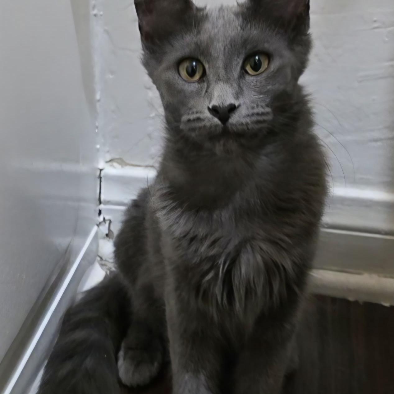 Enlarge Mochi, a Adoptable Domestic Medium Hair in Huntington Beach, CA image 2/4