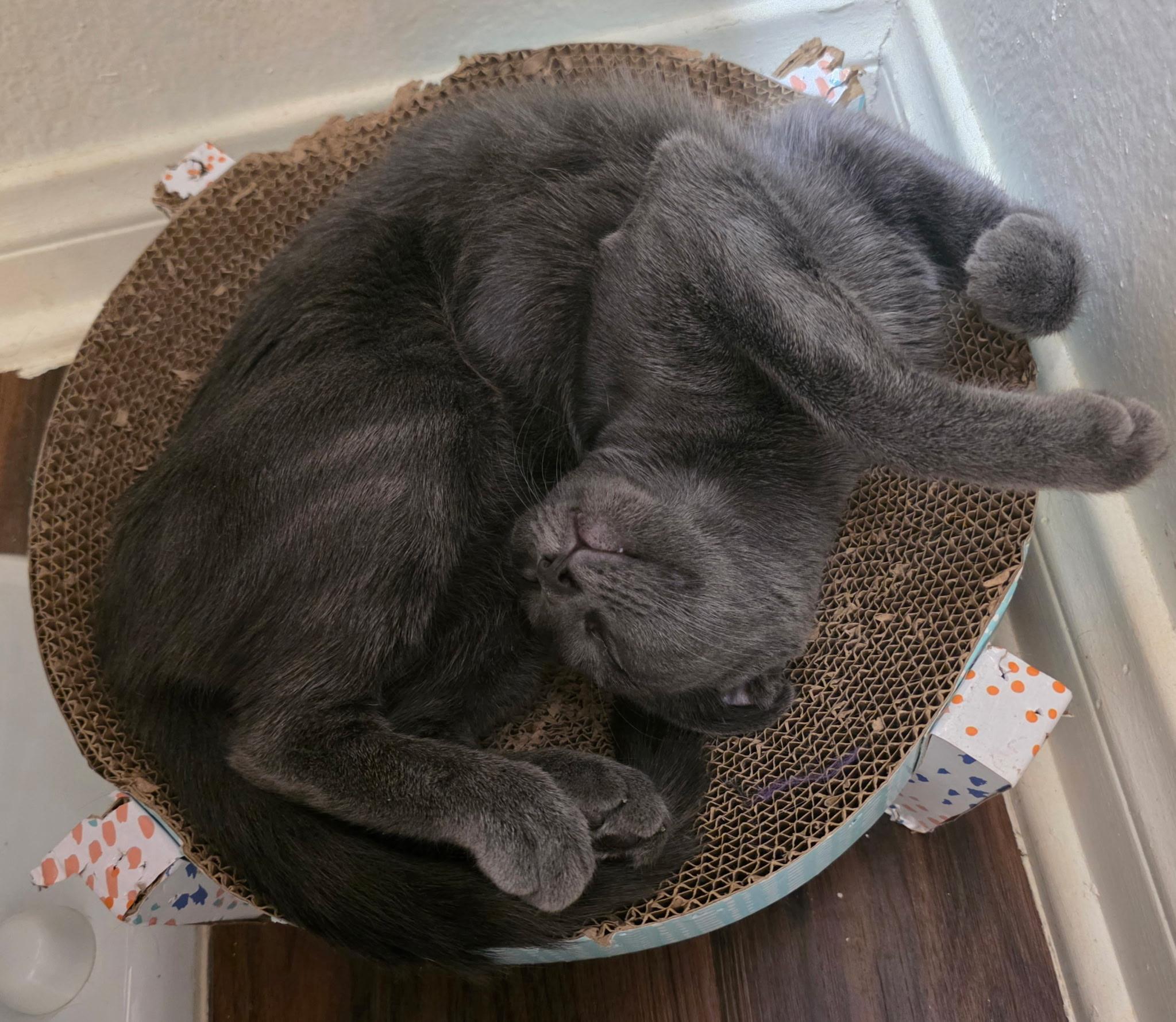 Enlarge Mochi, a Adoptable Domestic Medium Hair in Huntington Beach, CA image 3/4
