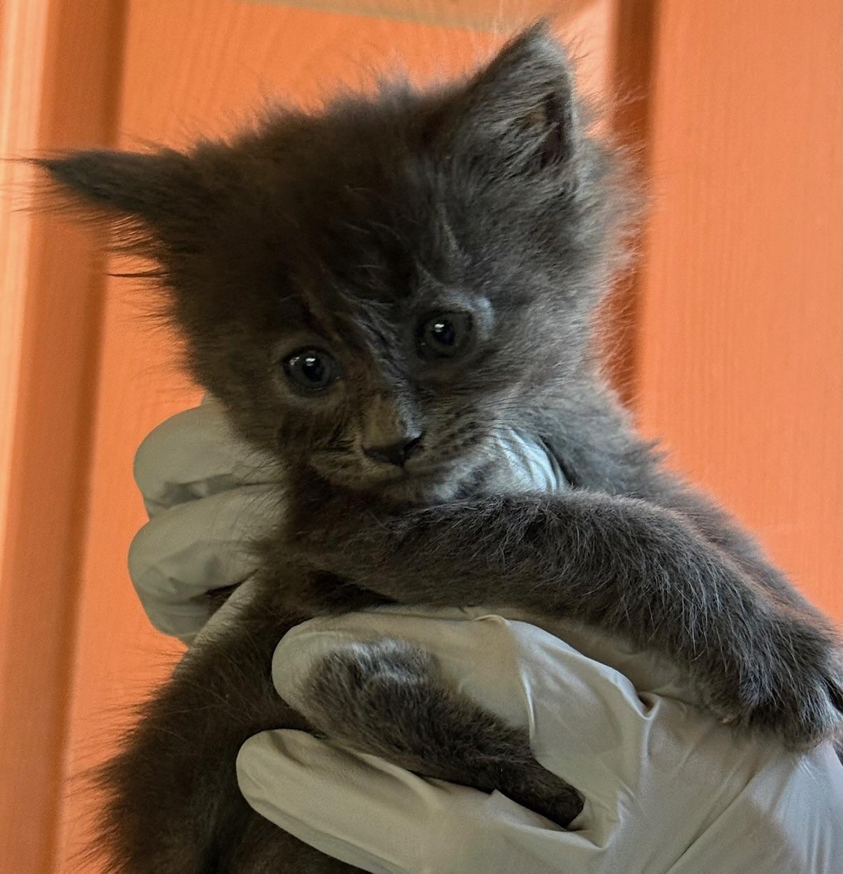 Enlarge Mochi, a Adoptable Domestic Medium Hair in Huntington Beach, CA image 4/4