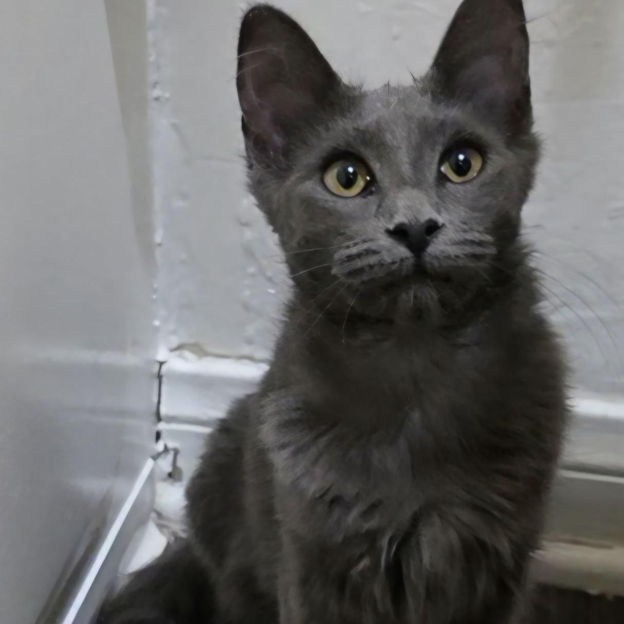 Enlarge Mochi, a Adoptable Domestic Medium Hair in Huntington Beach, CA image 1/4