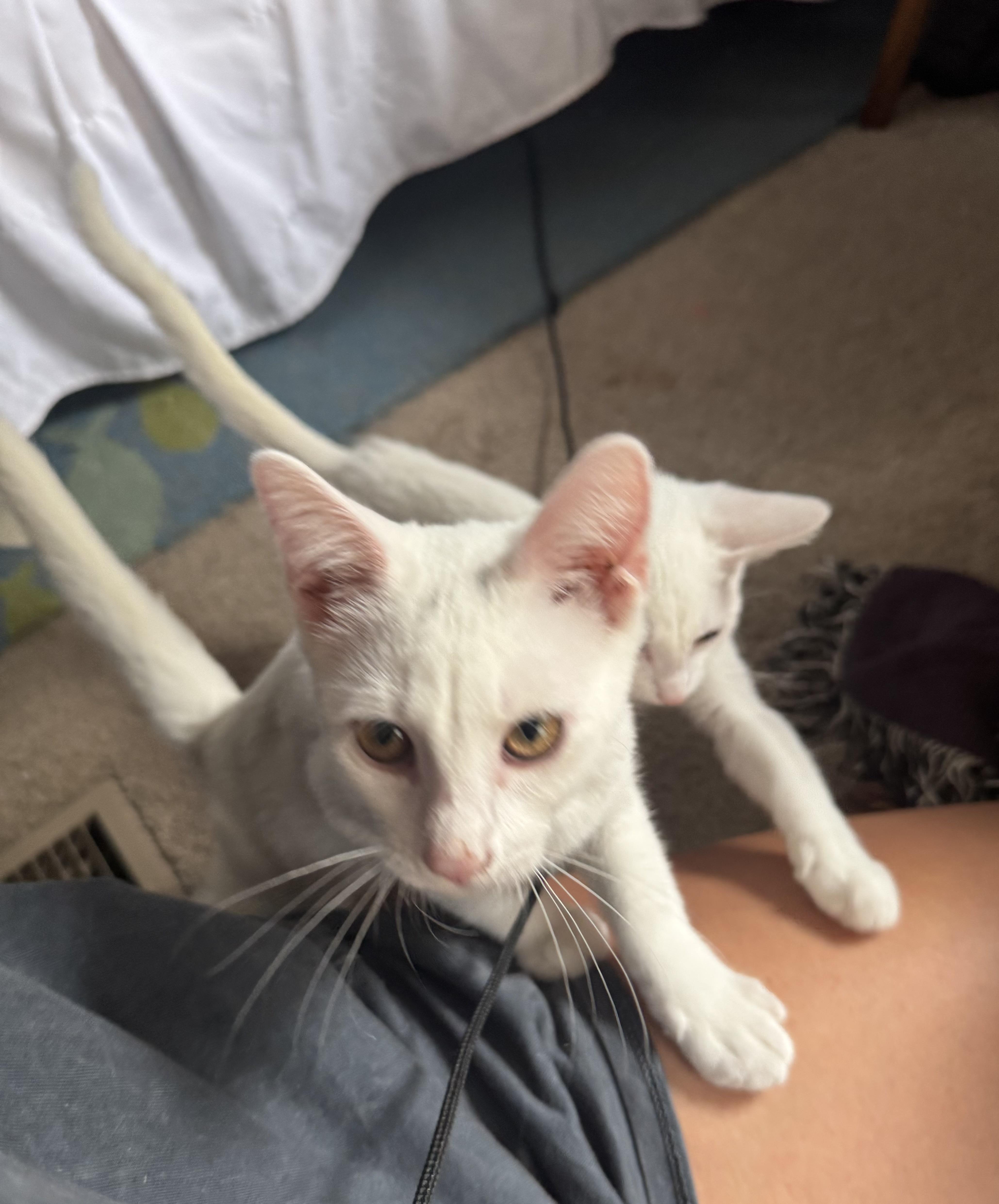 CASPER, an adopted Domestic Short Hair in Syracuse, NY image 4/5