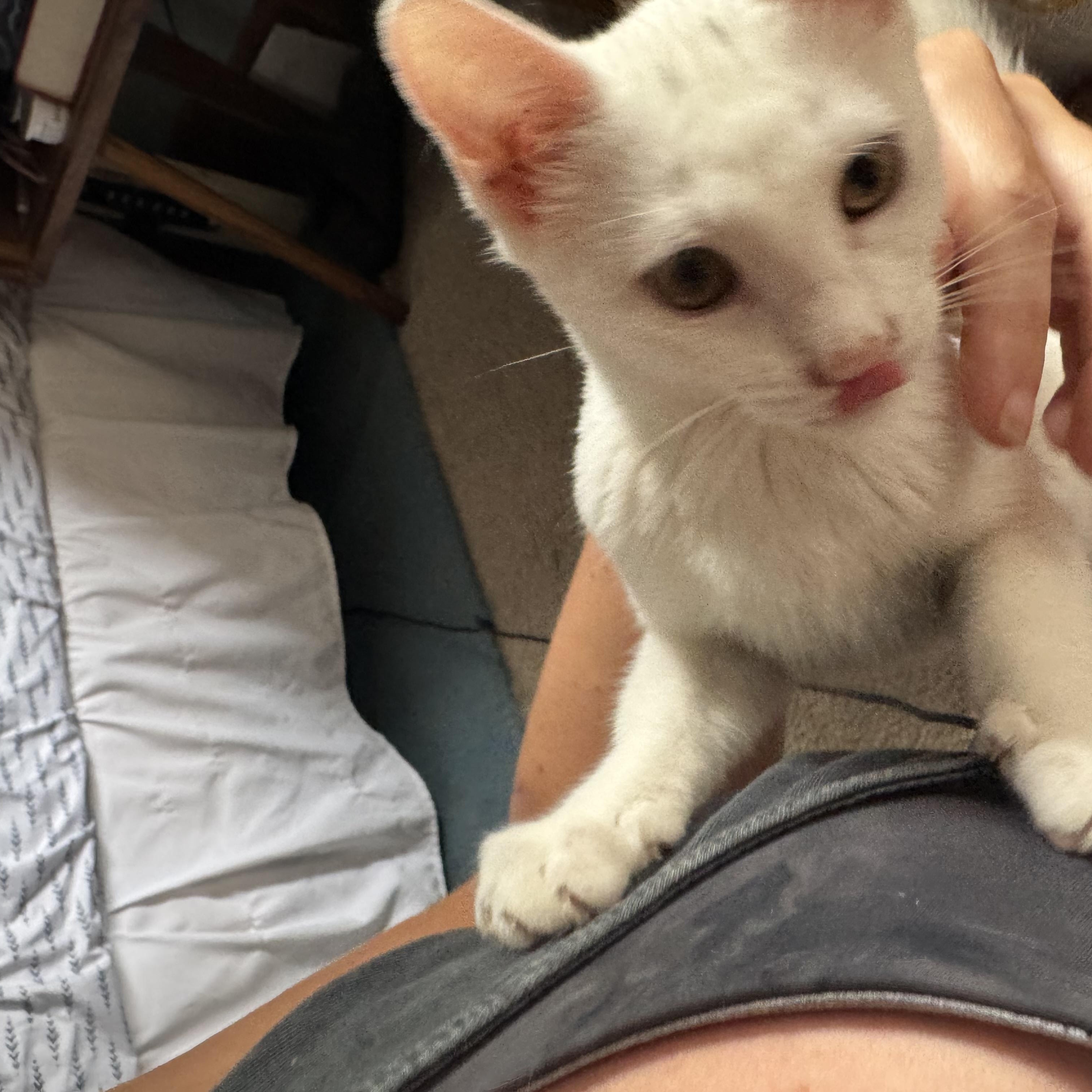 CASPER, an adopted Domestic Short Hair in Syracuse, NY image 2/5