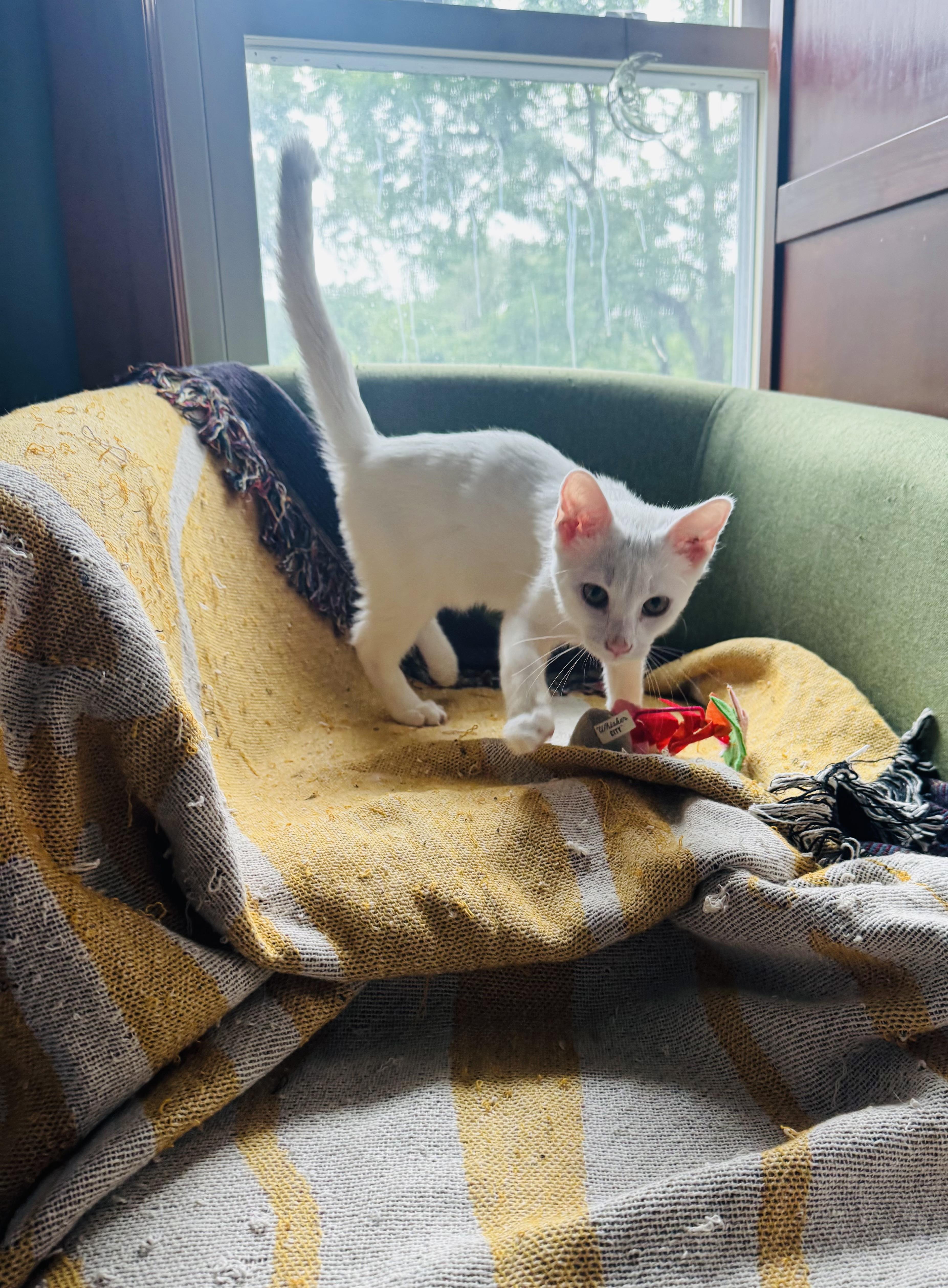 CASPER, adopted, Kitten Male Domestic Short Hair.