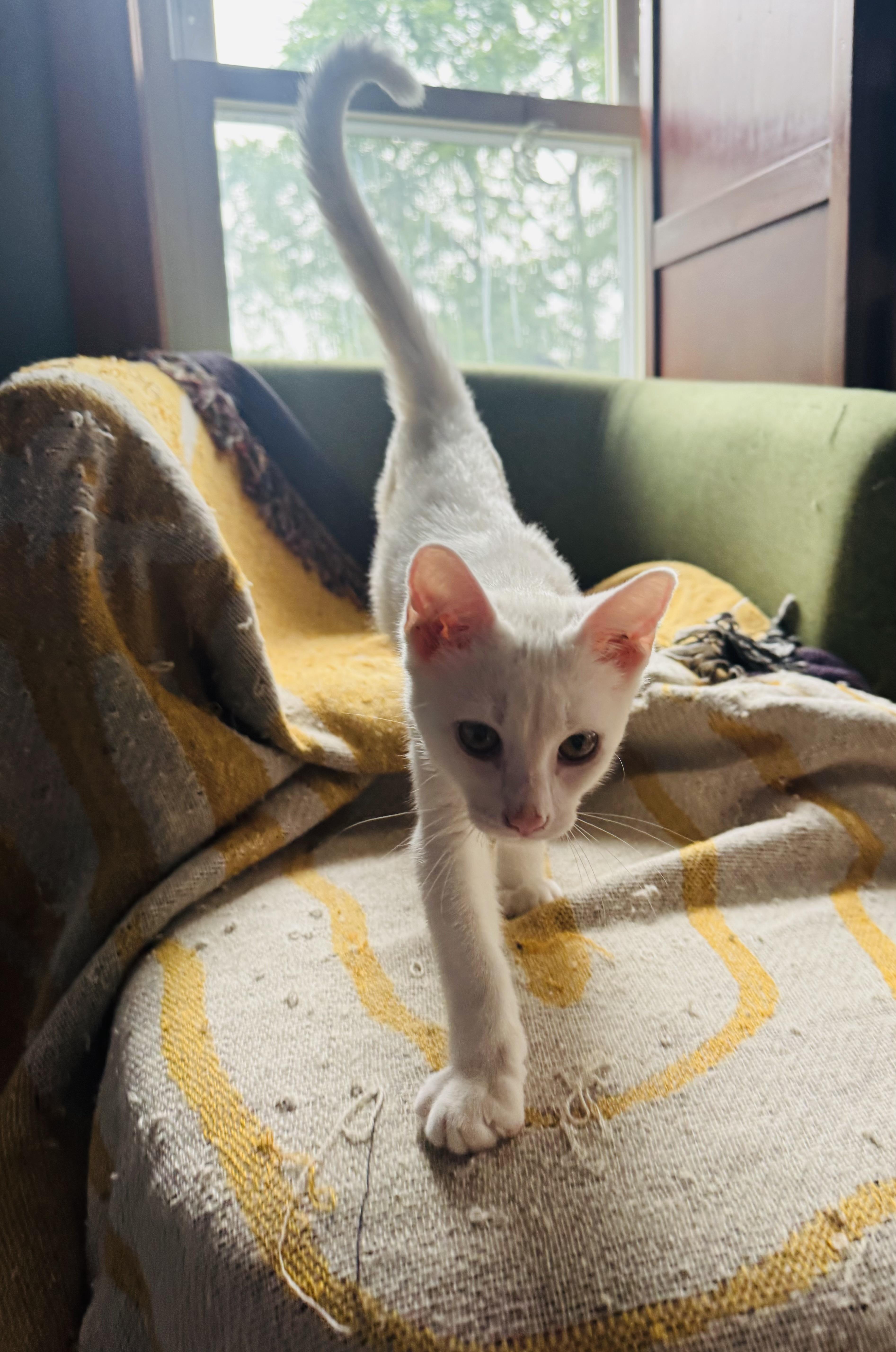 CASPER, an adopted Domestic Short Hair in Syracuse, NY image 5/5