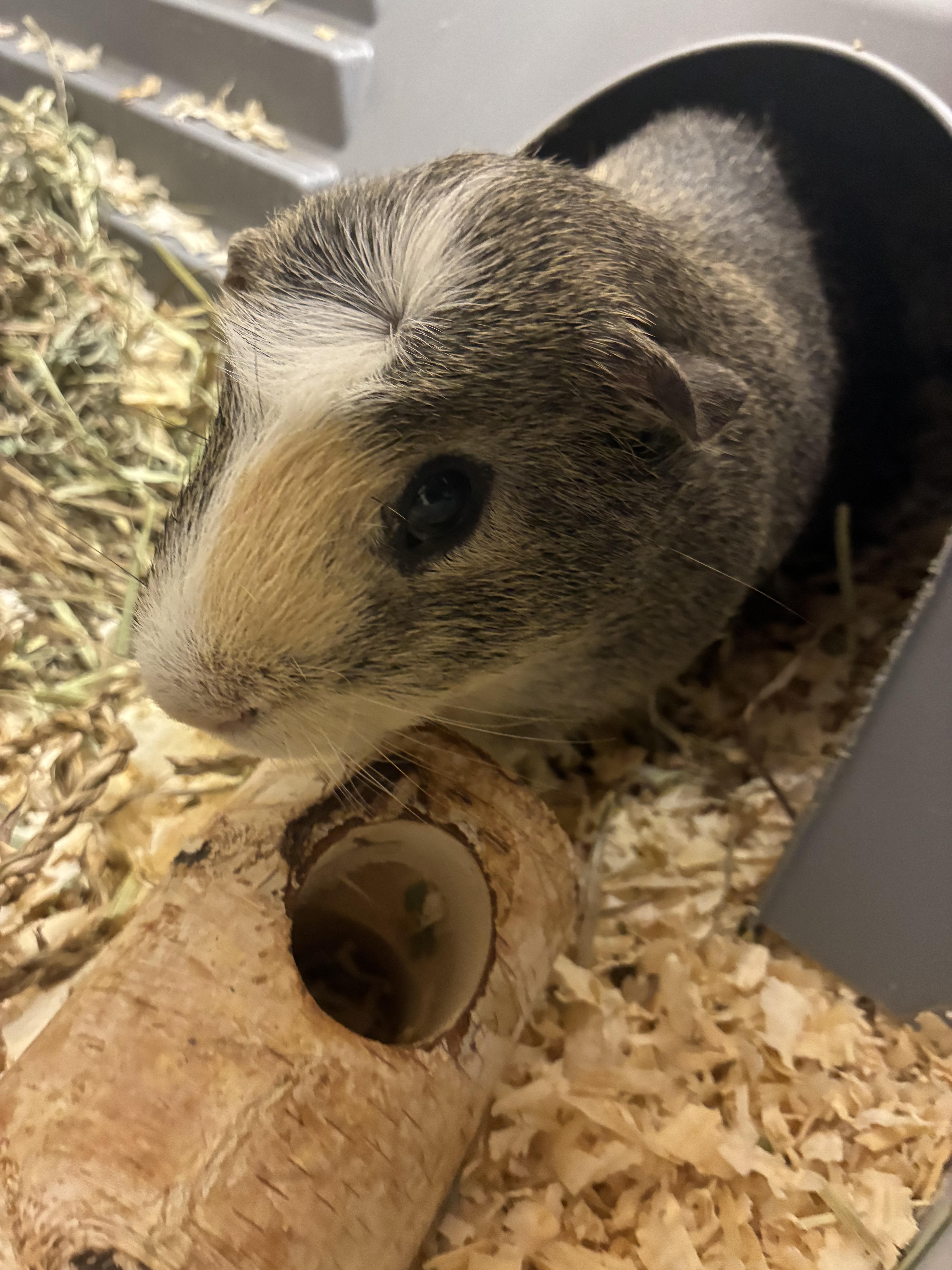 Enlarge Chip and Dale, a ADOPTABLE Guinea Pig in Old Lyme, CT image 3/3
