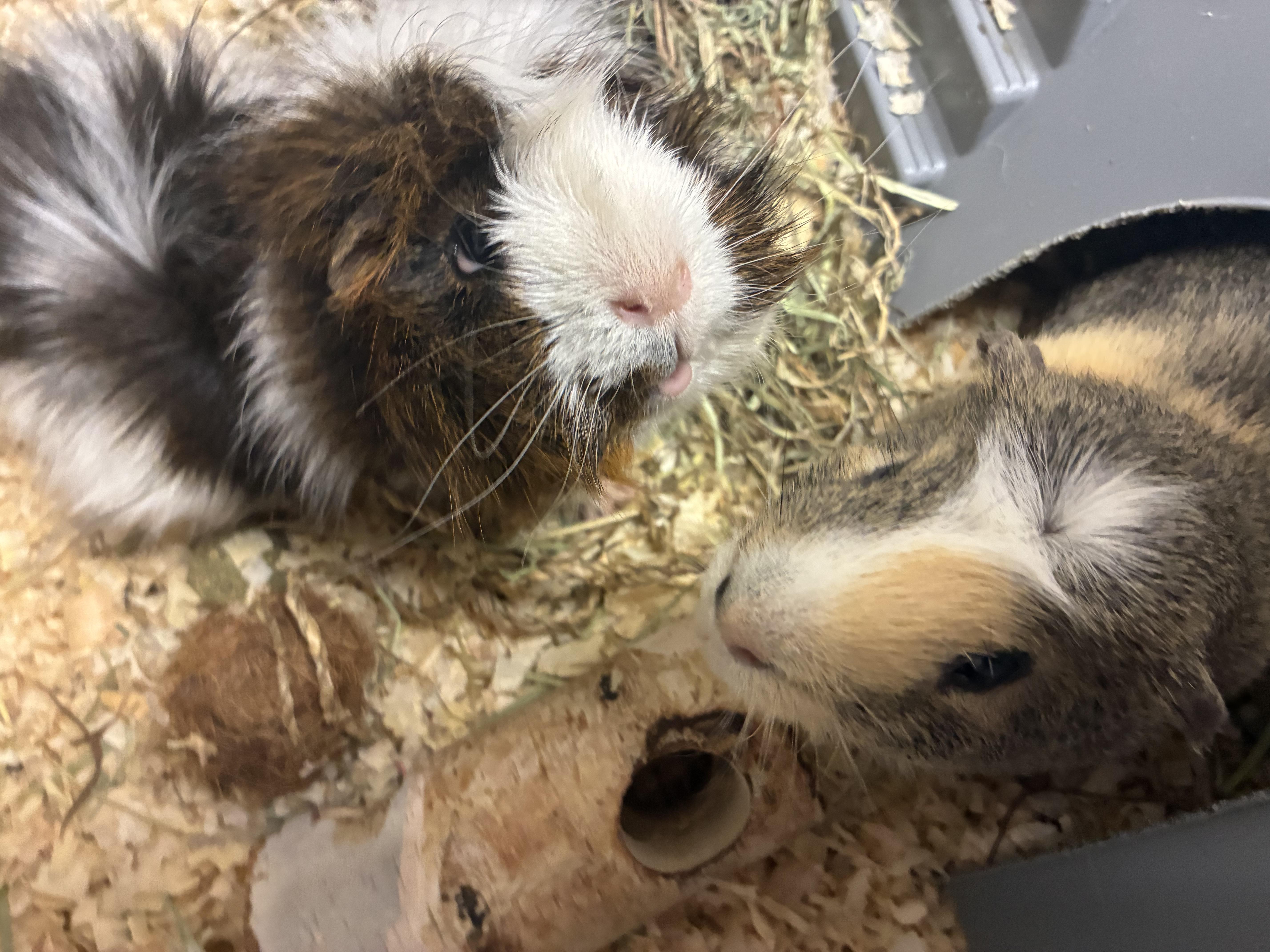 Enlarge Chip and Dale, a ADOPTABLE Guinea Pig in Old Lyme, CT image 2/3