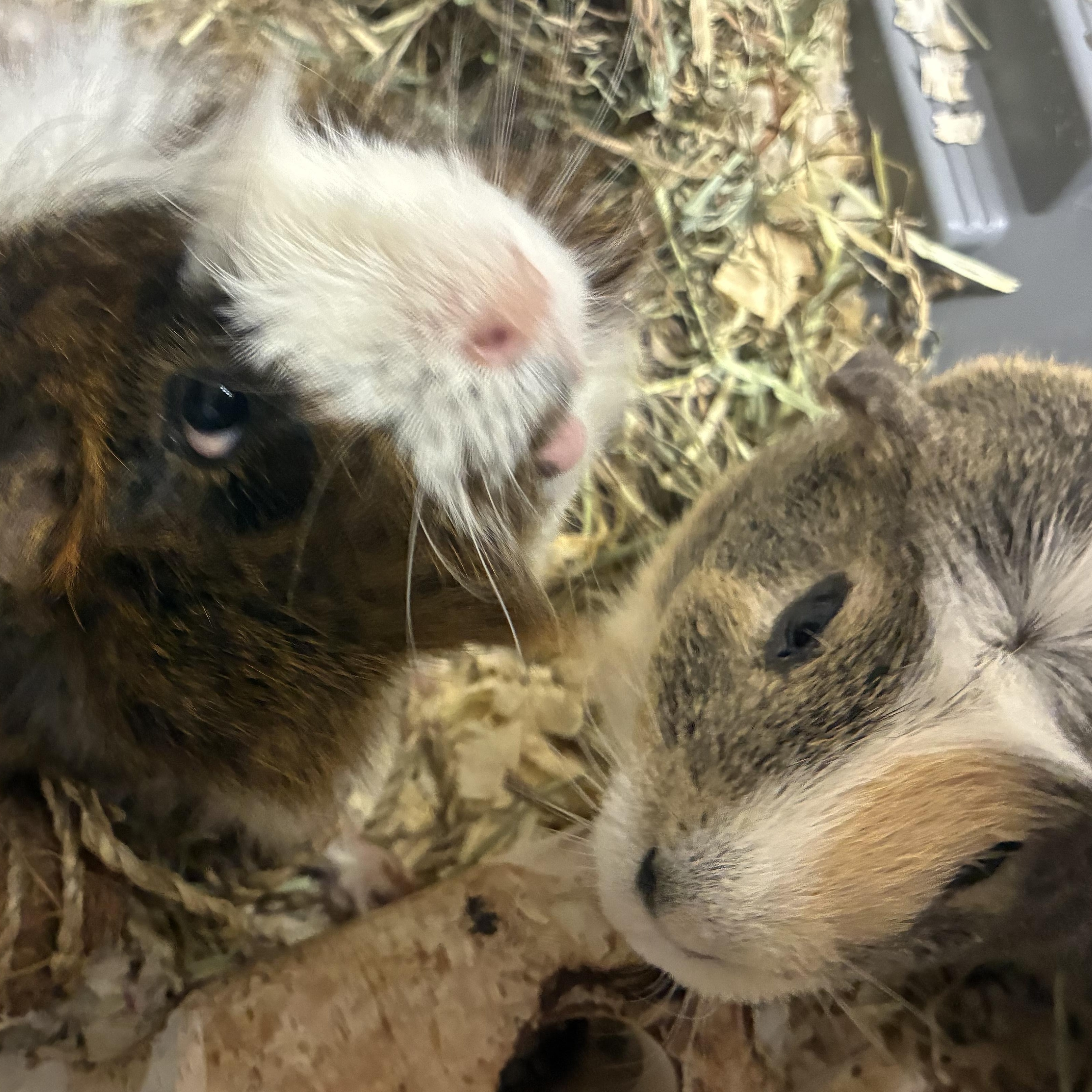 Chip and Dale, ADOPTABLE, Young Male Guinea Pig.