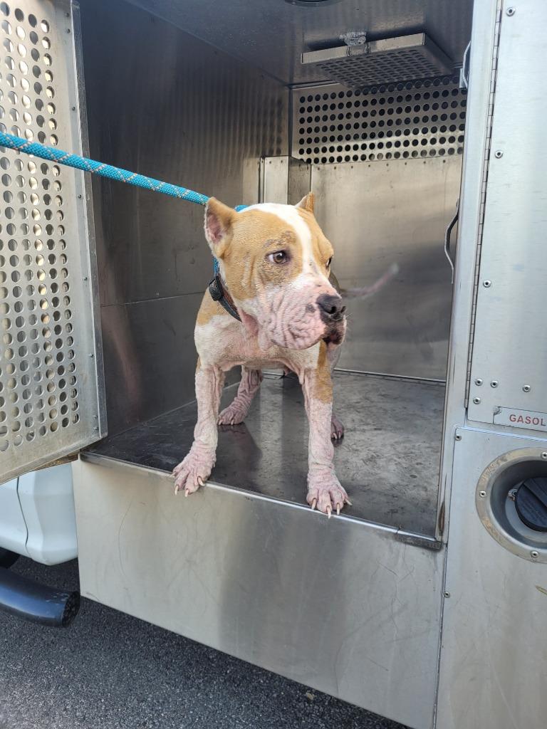 Enlarge Lacey, a Adoptable Pit Bull Terrier in Huntsville, TX image 1/1