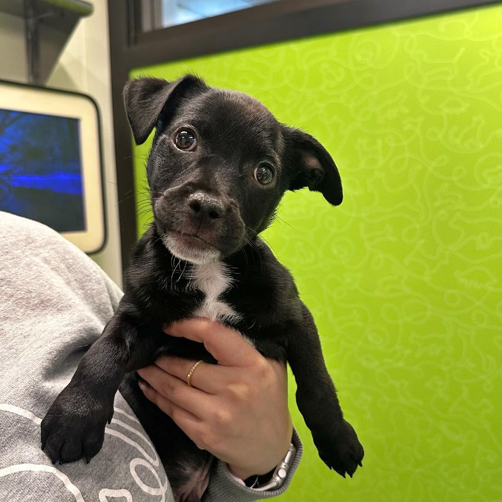 Oreo, a Adoptable Mixed Breed in Playa Vista, CA image 2/2