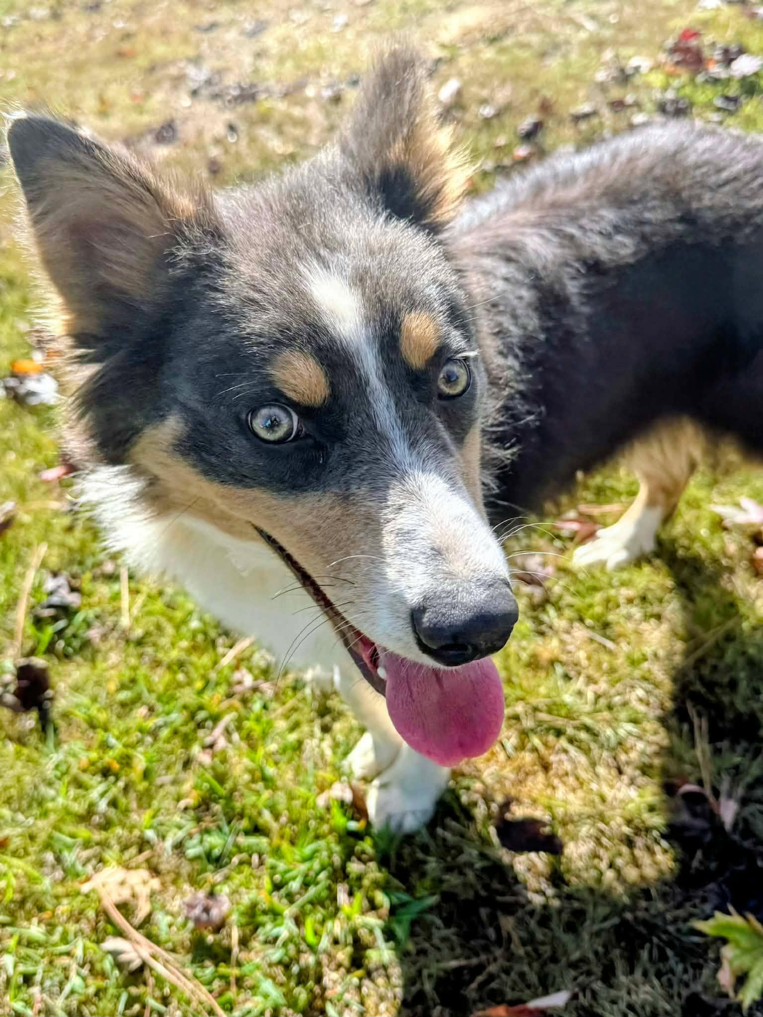 Pearl, Adoptable, Young Female Australian Shepherd.