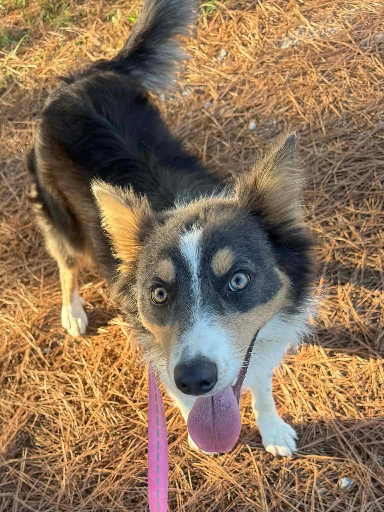 Enlarge Pearl, a Adoptable mixed breed in Hopkinton, MA image 2/3