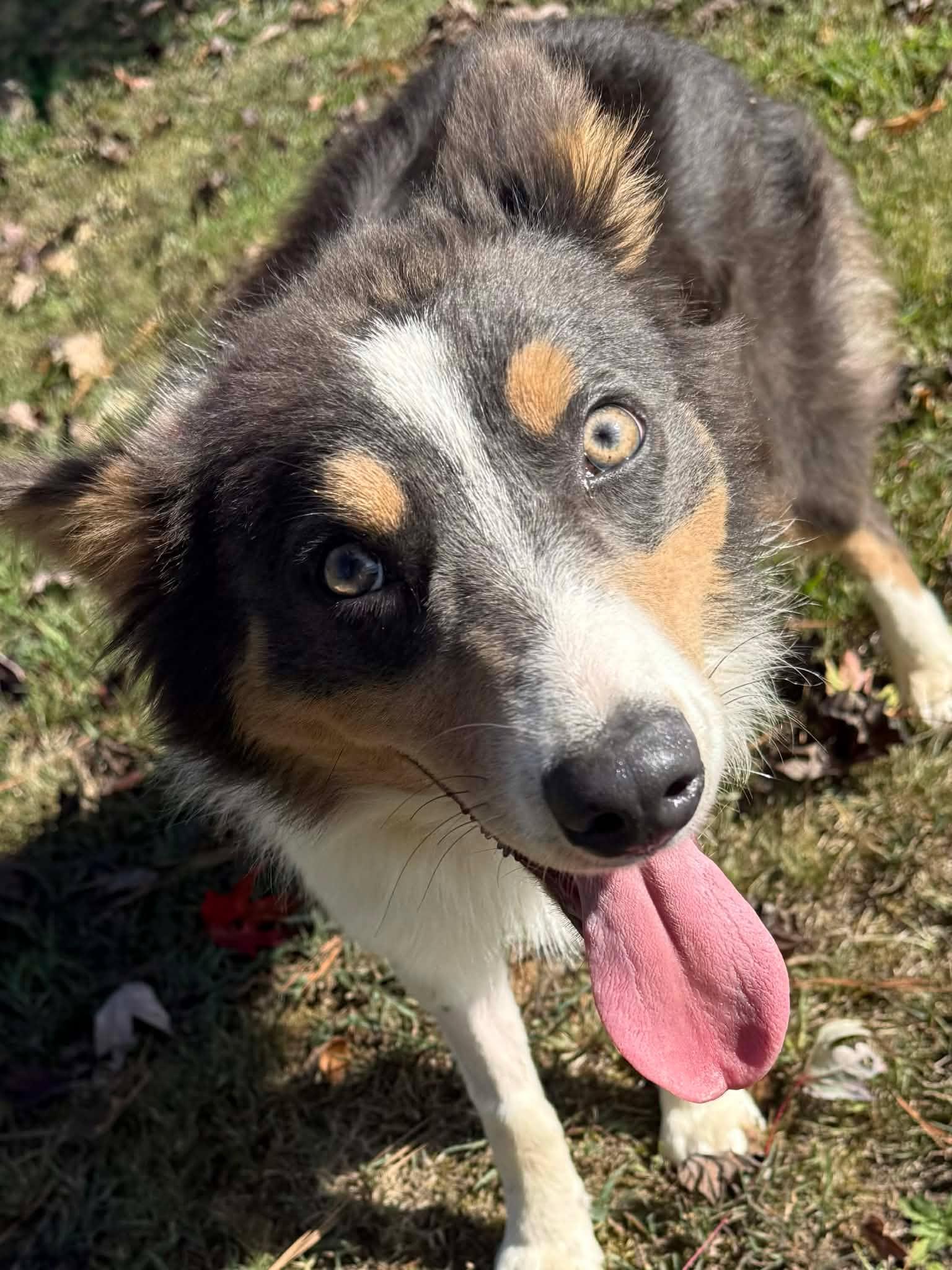 Enlarge Pearl, a Adoptable mixed breed in Hopkinton, MA image 3/3