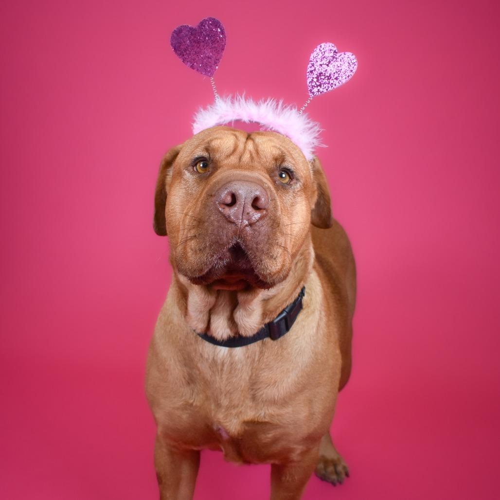Ruby, Adoptable, Adult Female Shar-Pei & Mixed Breed.