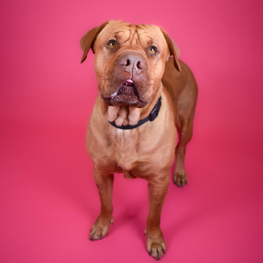 Enlarge Ruby, a Adoptable mixed breed in West Palm Beach, FL image 2/5