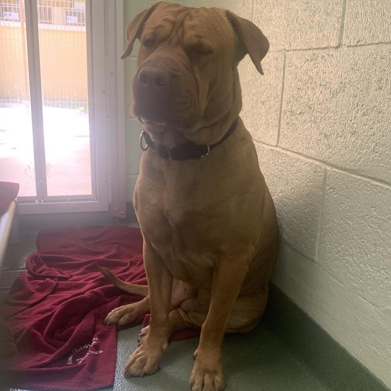 Enlarge Ruby, a Adoptable mixed breed in West Palm Beach, FL image 3/5