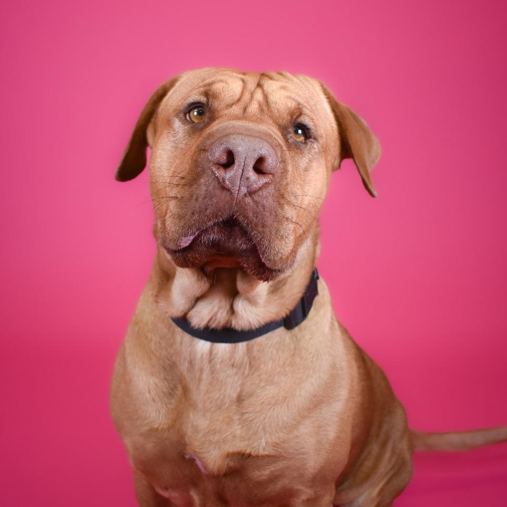 Enlarge Ruby, a Adoptable mixed breed in West Palm Beach, FL image 4/5