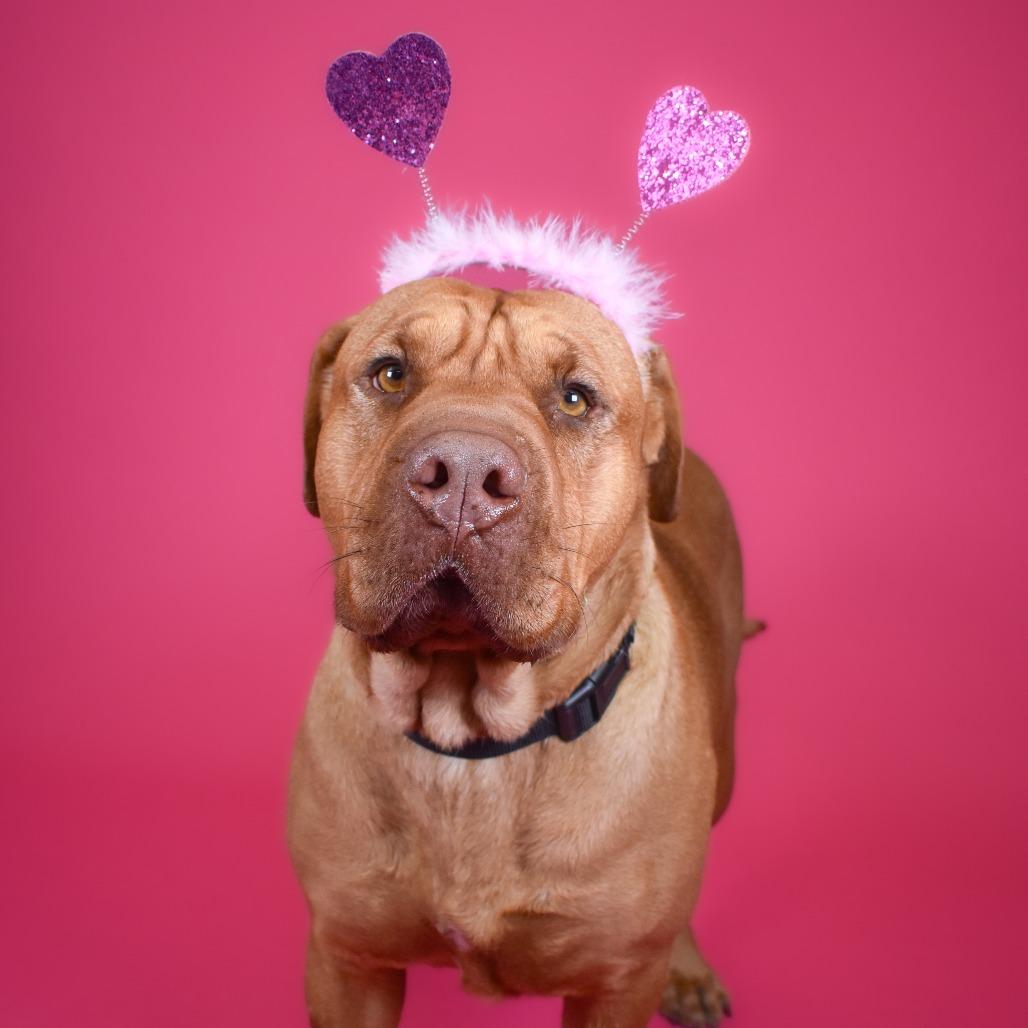 Enlarge Ruby, a Adoptable mixed breed in West Palm Beach, FL image 5/5