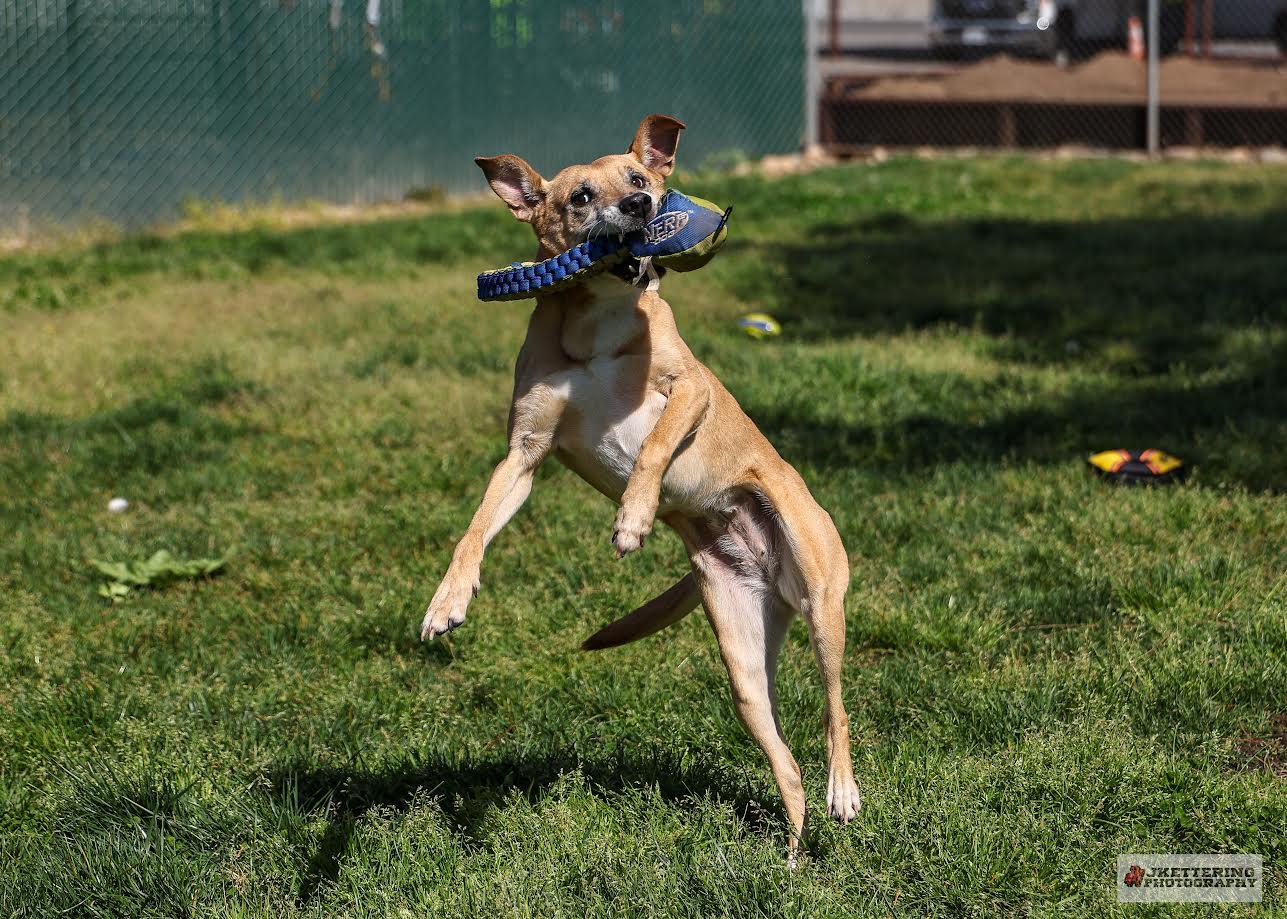 Enlarge Nala, a ADOPTABLE mixed breed in Oakdale, CA image 1/1