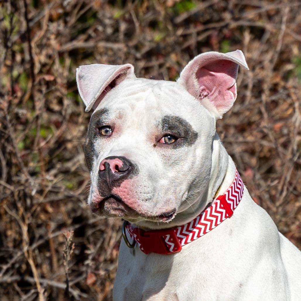 Petey, Adoptable, Young Male Pit Bull Terrier.