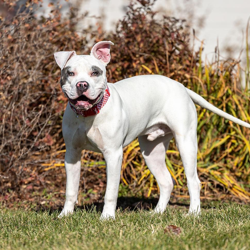 Petey, a Adoptable Pit Bull Terrier in Council Bluffs, IA image 4/4