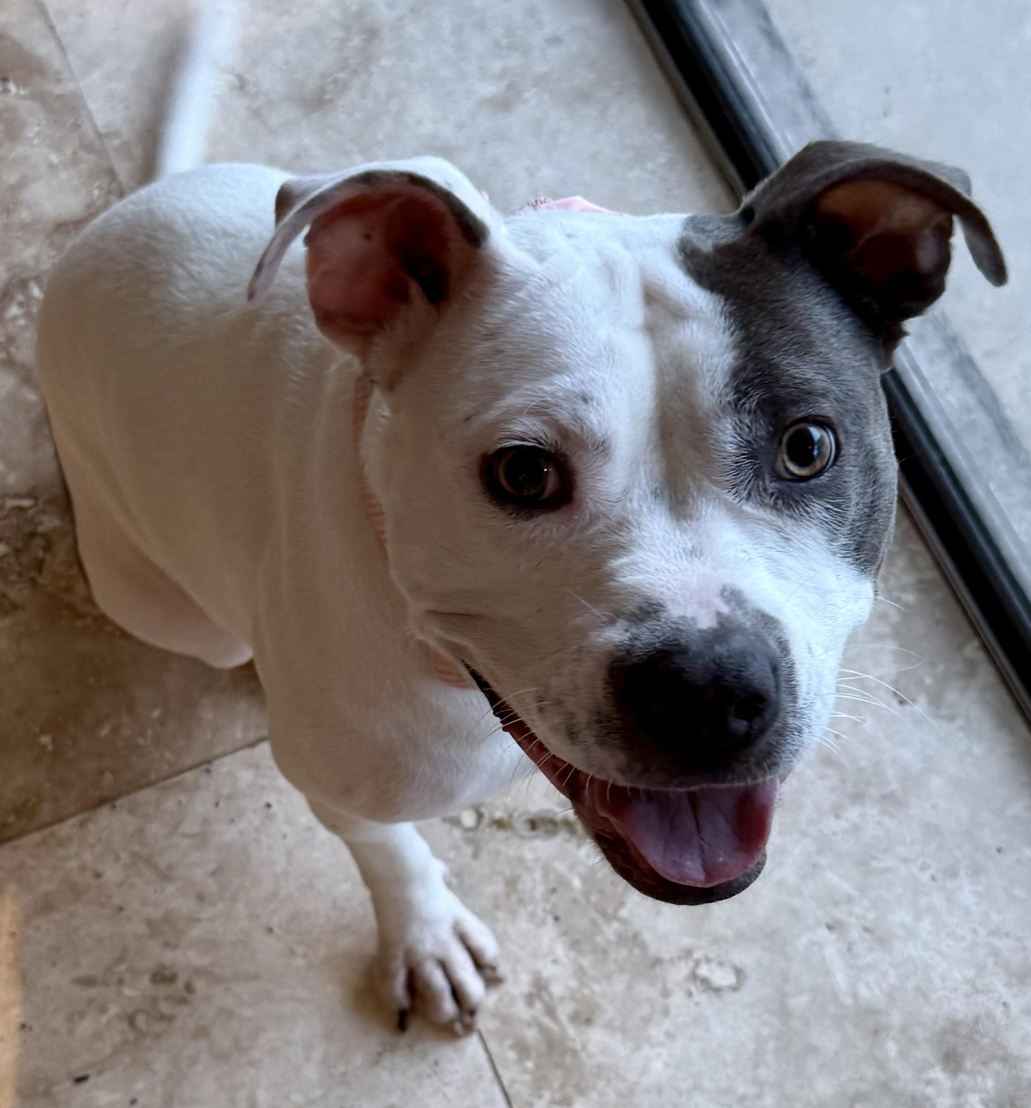 KELI Gorgeous White and Blue Pup Girl, adopted, Young Female American Bully.