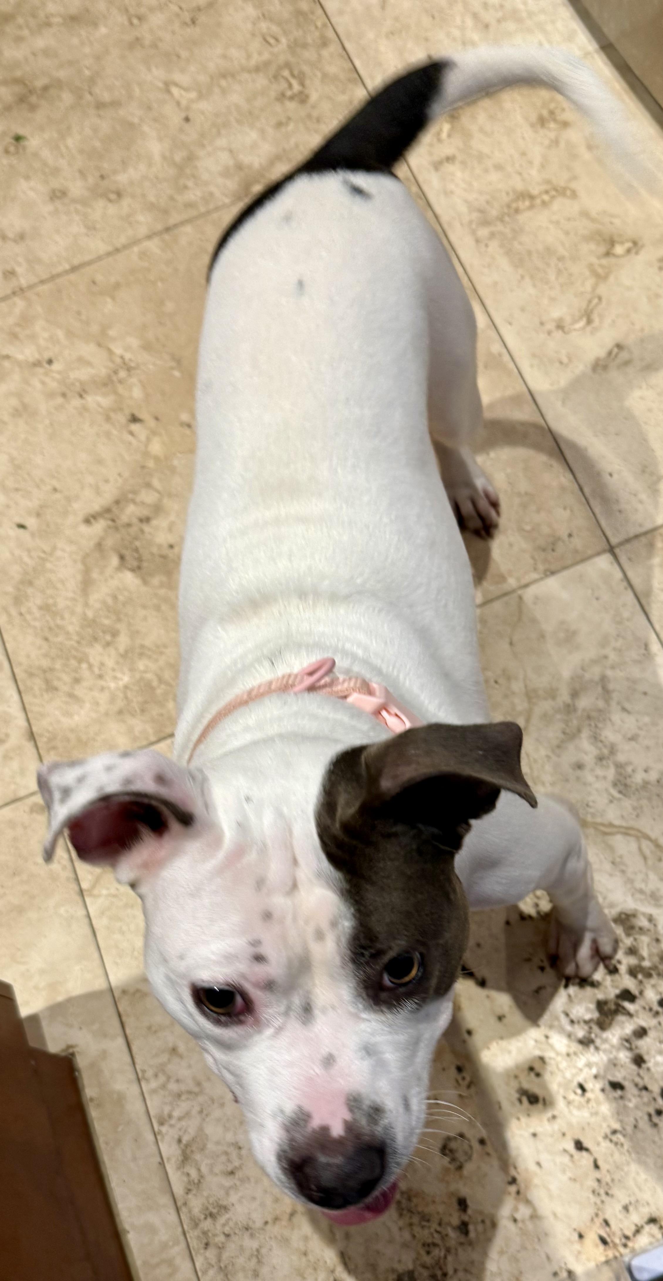 KELI Gorgeous White and Blue Pup Girl, an adopted American Bully in Boca Raton, FL image 4/6