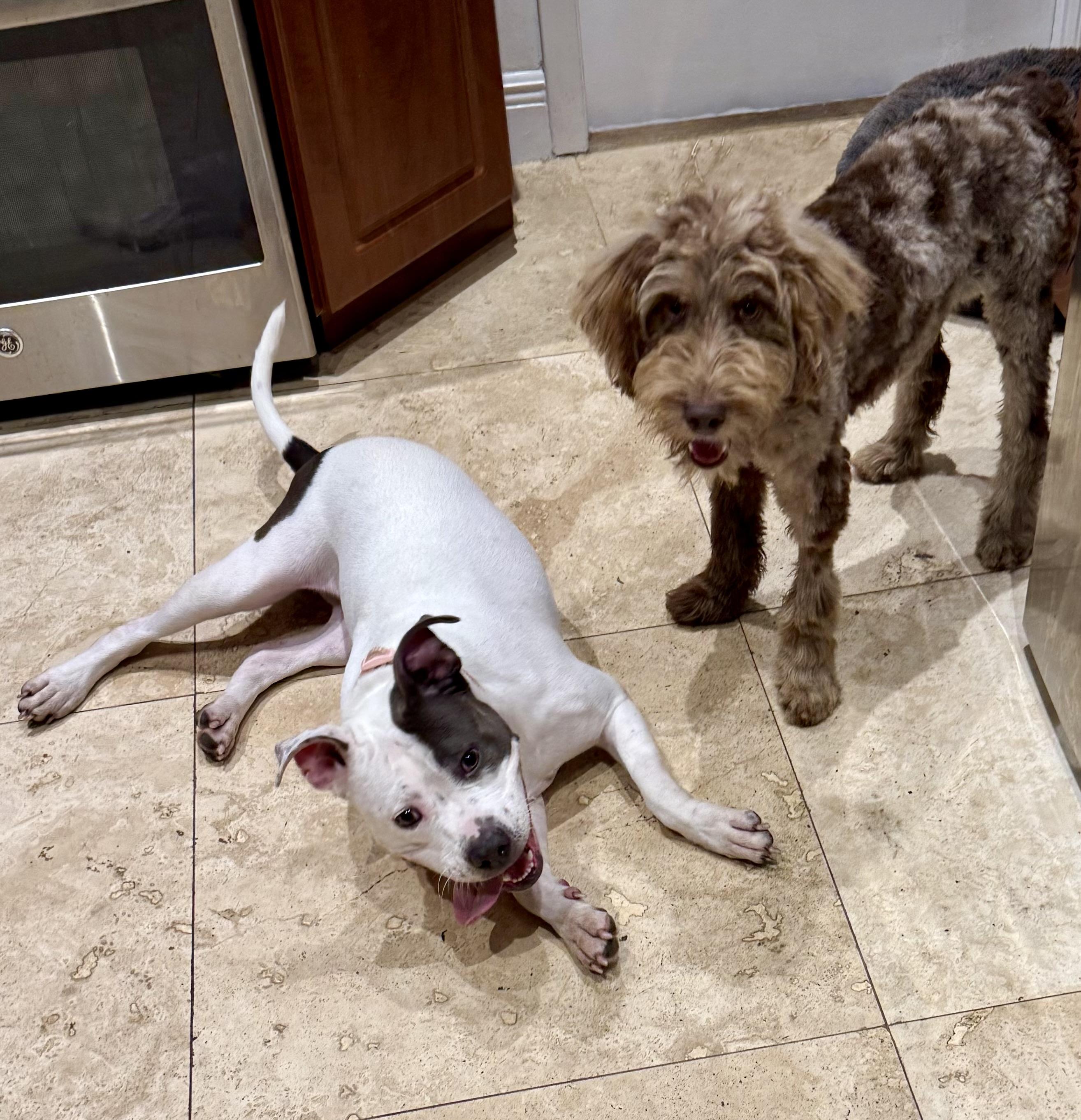 KELI Gorgeous White and Blue Pup Girl, an adopted American Bully in Boca Raton, FL image 2/6