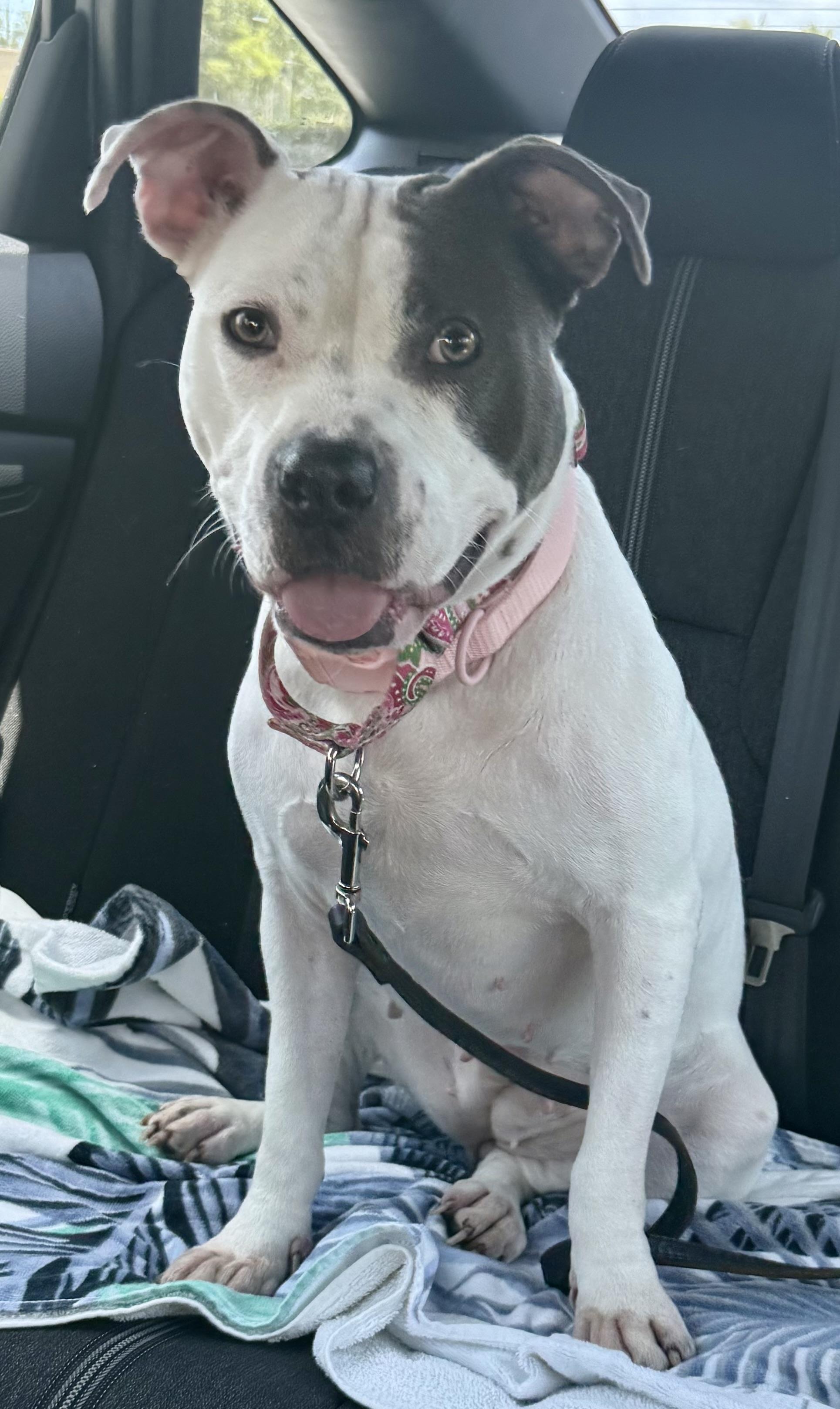 KELI Gorgeous White and Blue Pup Girl, an adopted American Bully in Boca Raton, FL image 6/6