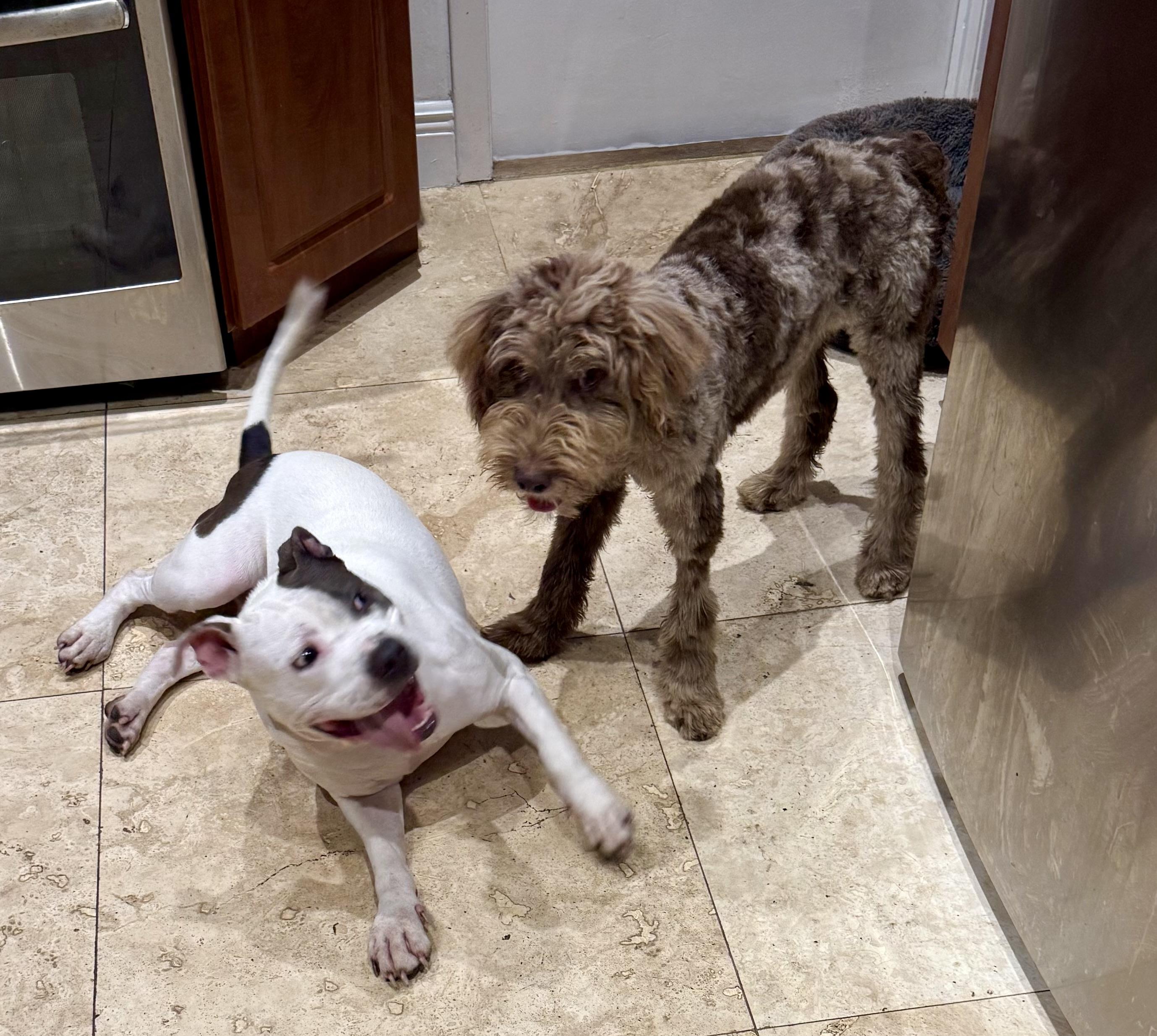 KELI Gorgeous White and Blue Pup Girl, an adopted American Bully in Boca Raton, FL image 3/6