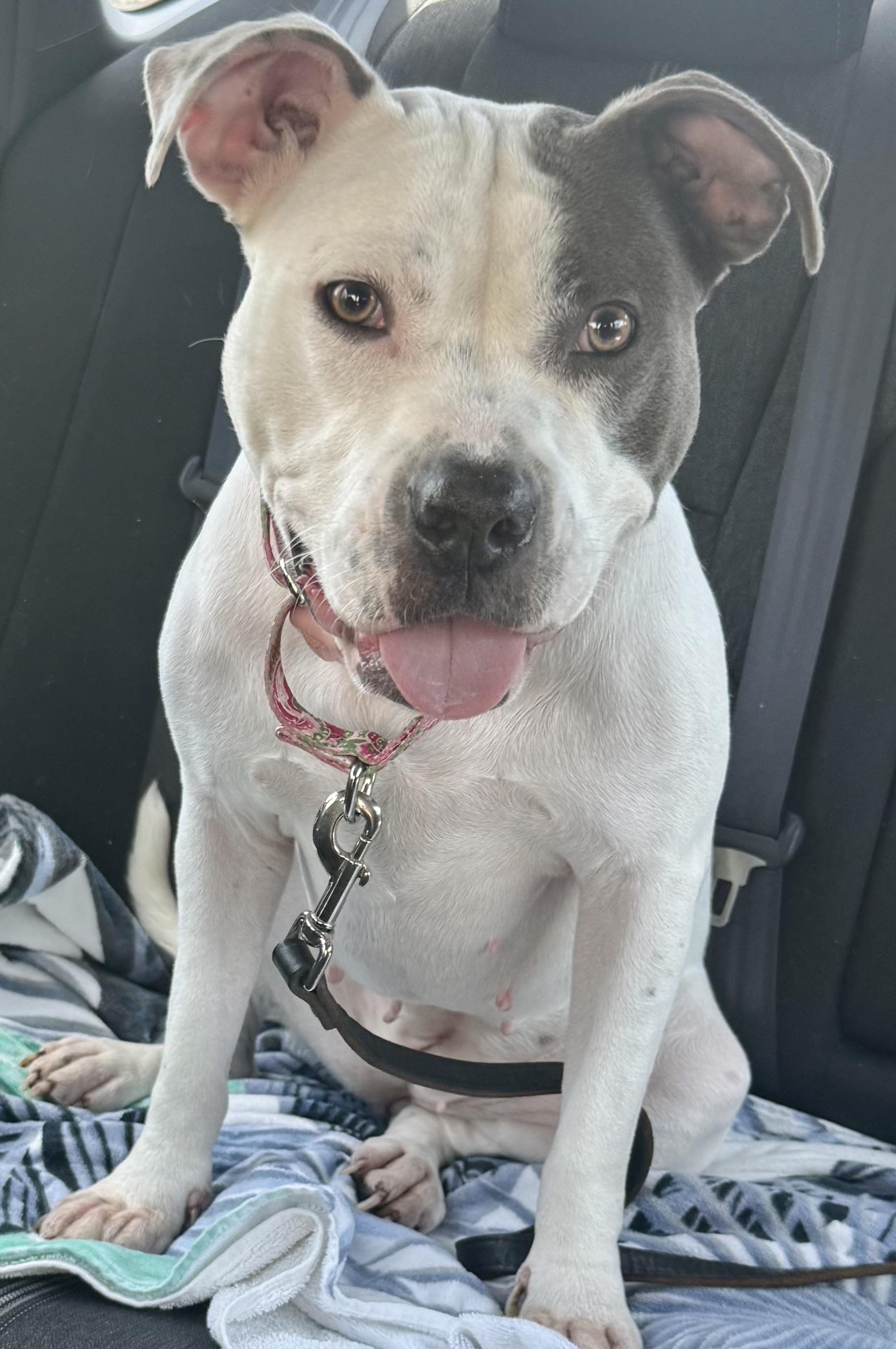 KELI Gorgeous White and Blue Pup Girl, an adopted American Bully in Boca Raton, FL image 5/6
