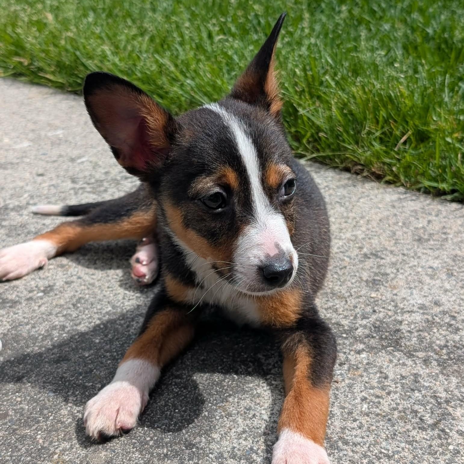 Alice, a ADOPTABLE mixed breed in Billings, MT image 3/4