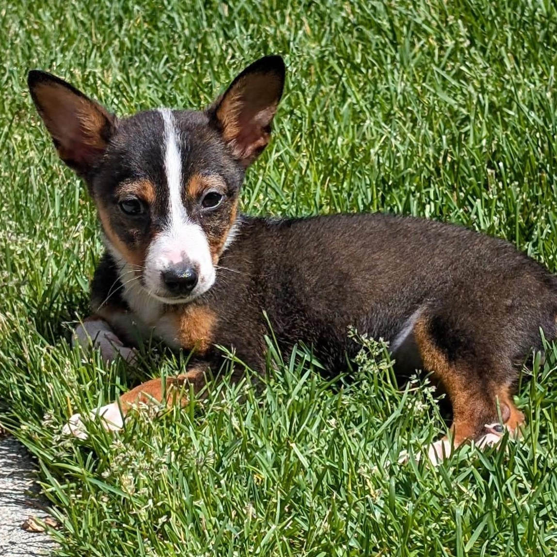 Alice, a ADOPTABLE mixed breed in Billings, MT image 2/4
