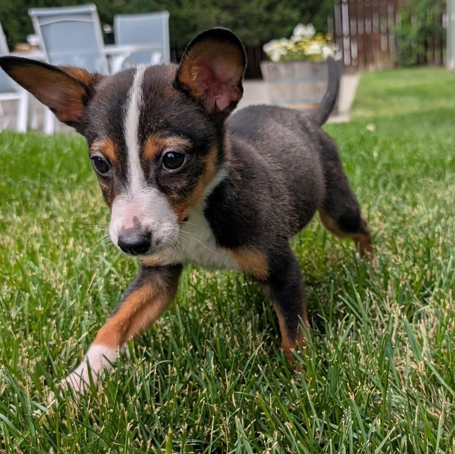 Alice, ADOPTABLE, Puppy Female Australian Cattle Dog / Blue Heeler.