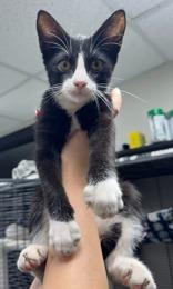 Herc, an adoptable Domestic Short Hair in El Reno, OK, 73036 | Photo Image 1
