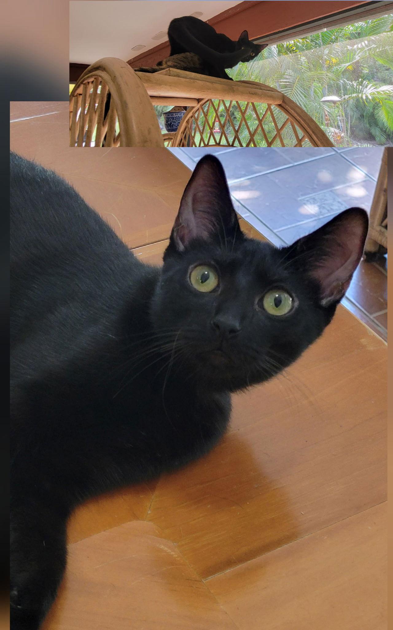 Tasha, Adoptable, Young Female Domestic Short Hair.