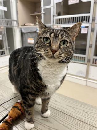 Bonnie, Adoptable, Young Female Domestic Short Hair & Domestic Short Hair.